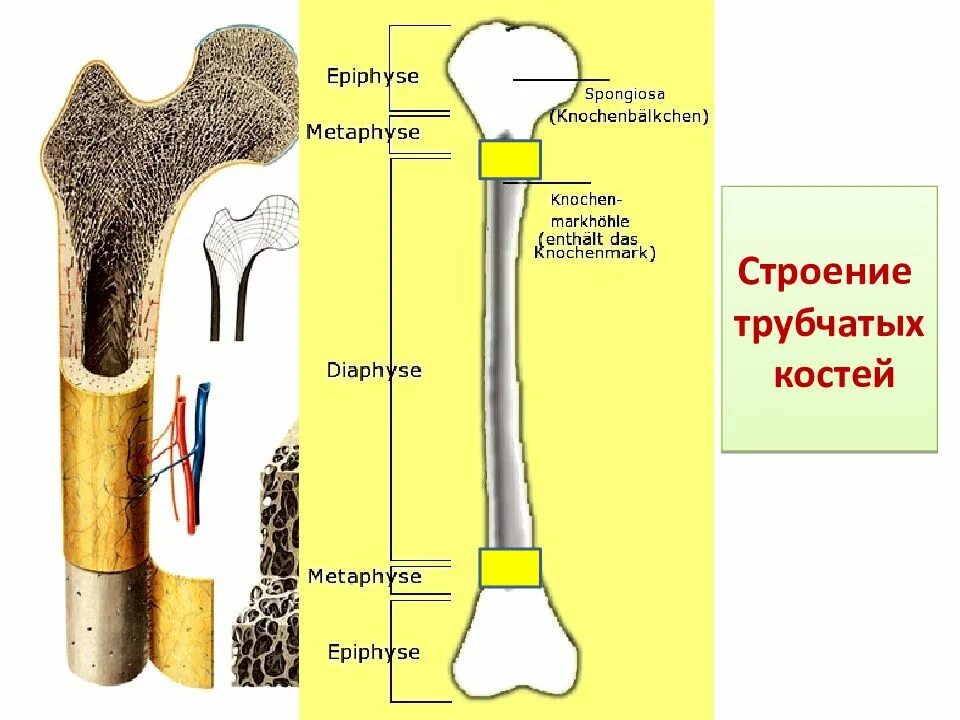 Трубчатая кость заполнена. Строение строение трубчатой кости. Схема строения трубчатой кости. Строение трубчатой кости драгомилов. Строение длинной трубчатой кости.
