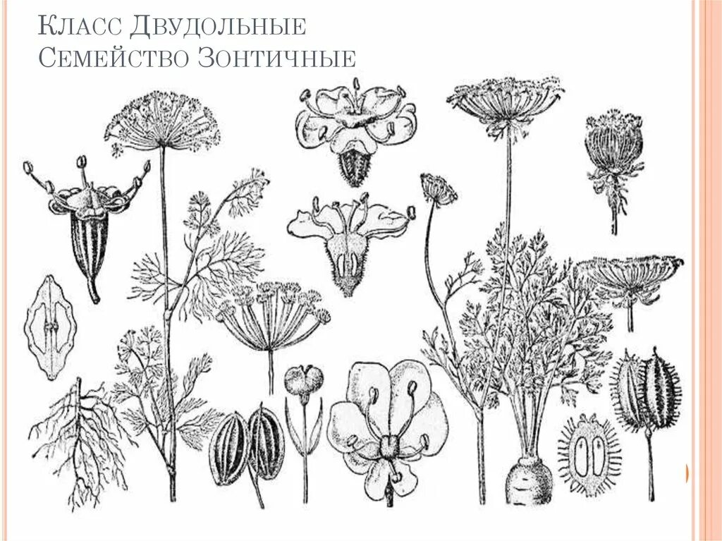 Формула цветка зонтичных