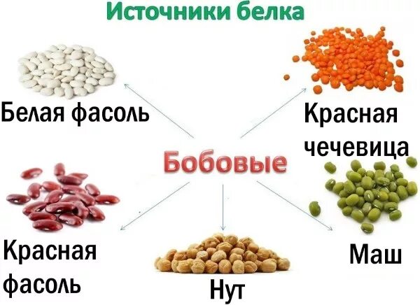 Источники белка в продуктах питания. Продукты источник белка список. Растительный белок таблица. Растительные источники белка.