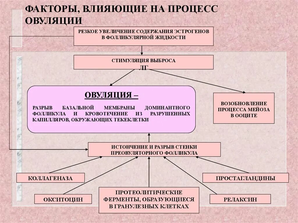 Разрыв овуляции. Процесс овуляции. Факторы обуславливающие овуляцию. Факторы влияющие на овуляцию. Овуляция простагландины.