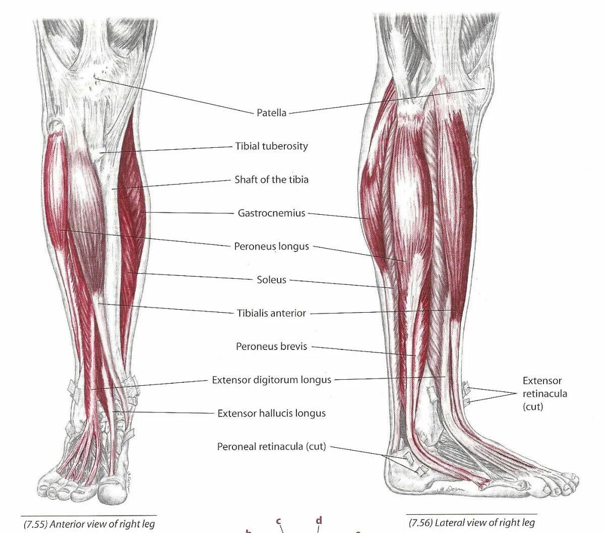 Мышцы в ляшках. Анатомия ноги мышцы и сухожилия. Мышцы голени и стопы анатомия. Сухожилия икроножной мышцы анатомия. Анатомия голени мышцы связки сухожилия.
