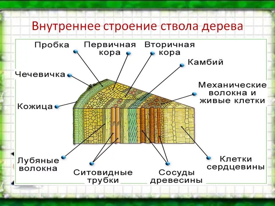 Срез кратко. Строение древесины стебля дерева. Строение среза дерева. Срез стебля дерева строение. Внутреннее строение ствола дерева.