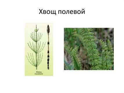 Хвощевидные примеры