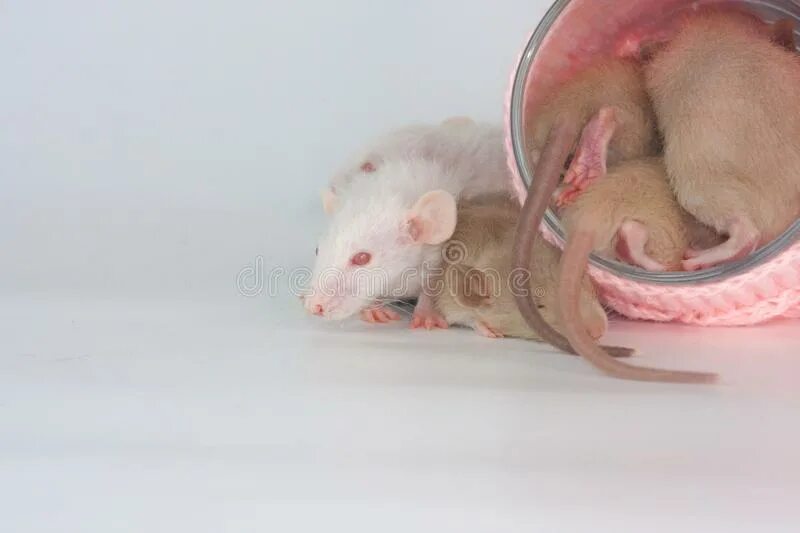 Круг мышь. Крыса в тарелке. Фото новорожденных крысят. Мышка раньше.