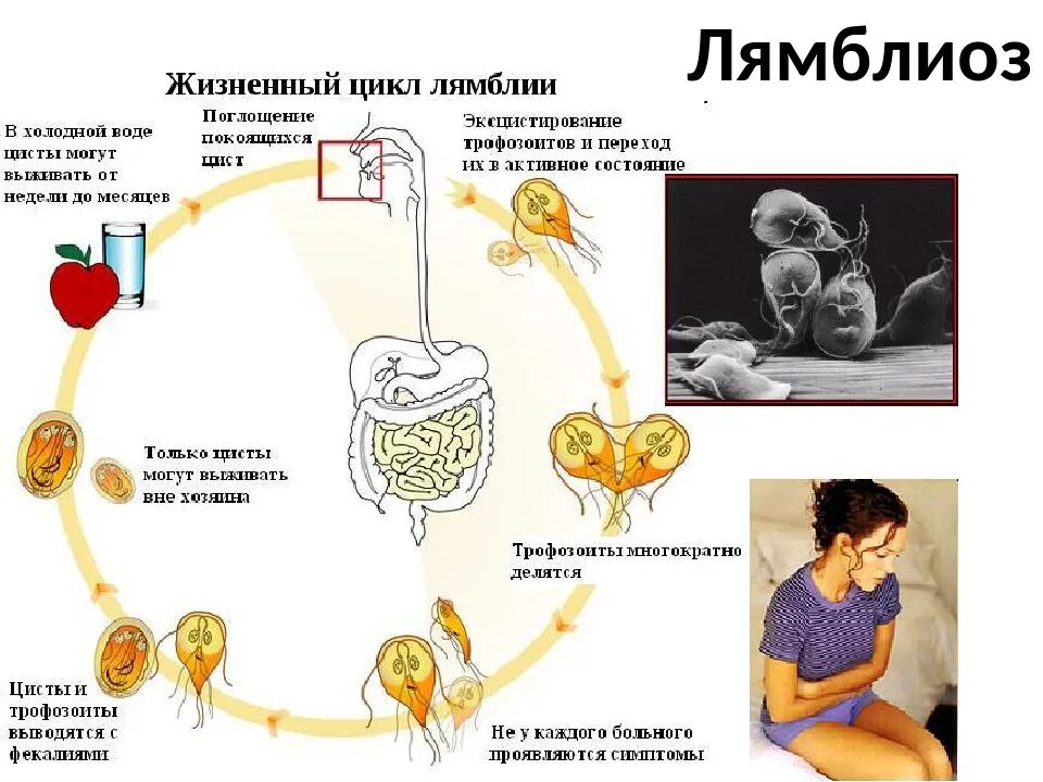 Лямблиоз у взрослых