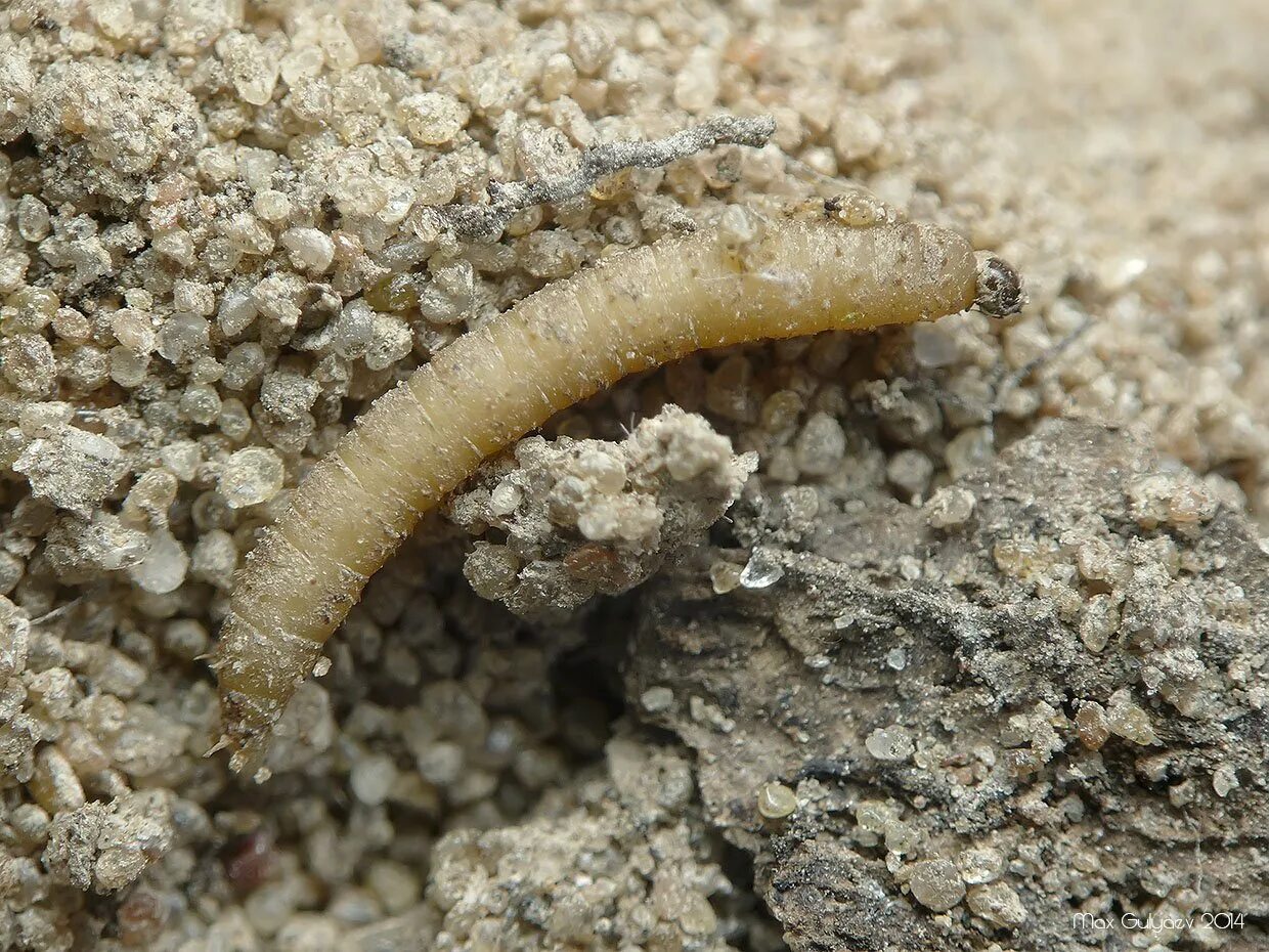 Мухи в песке. Личинки жука Скосаря. Личинка мухи пчеловидки. Личинка мухи Бекасницы.