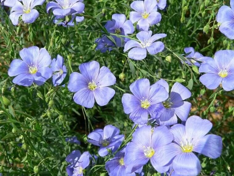 Лен многолетний Блю Скай. Лён австрийский (Linum austriacum). Лен многолетний Блу семена. Лён крупноцветковый. Лен ленок