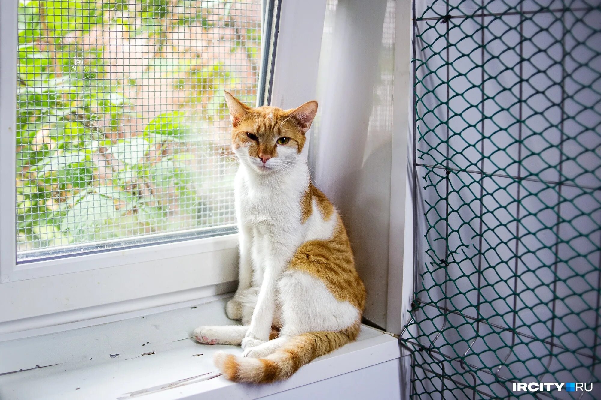Который заканчивается для кота. Который заканчивается для кота