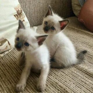Бесплатные котята сиамская