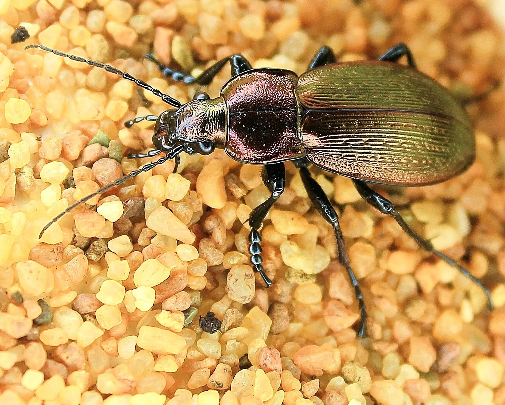 жук карабус жужелица. жук карабус жужелица. жук карабус жужелица. жуки 24. жужелица эпомис.