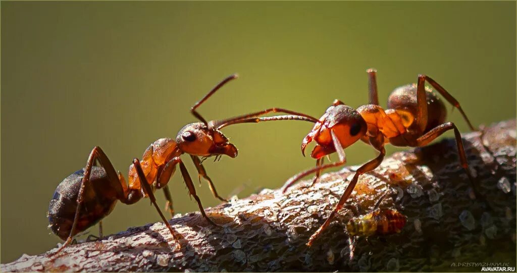 Красный муравей бульдог. Красноголовый муравей. Красный муравей тропиков 5. Formica (polyergus) rufescens. Красный муравей тропиков 5.