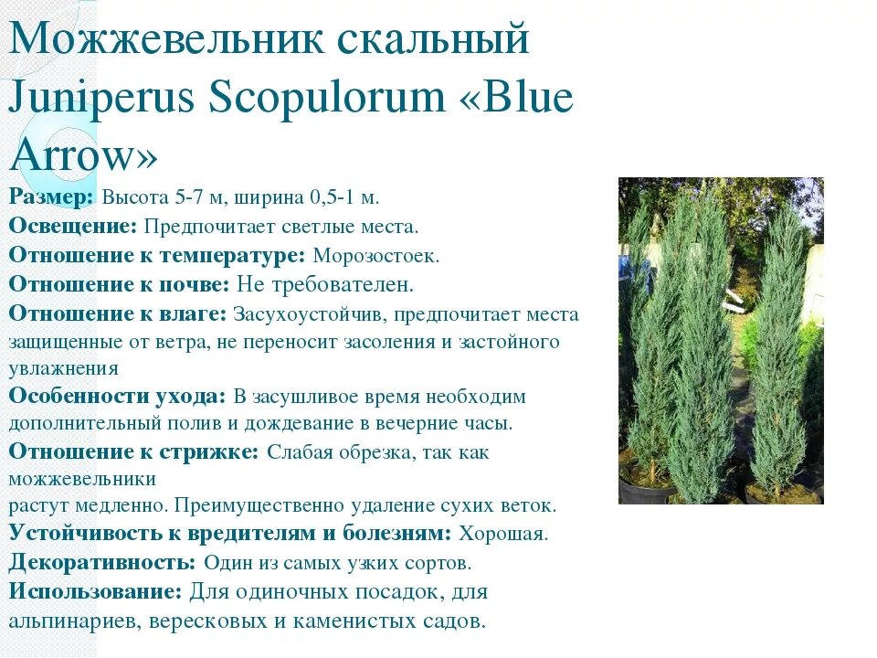 Можжевельник скальный блю эрроу. Можжевельник скальный блю эрроу диаметр кроны. Можжевельник скальный фото и описание. Можжевельник скайрокет высота. Можжевельник скальный фото и описание.