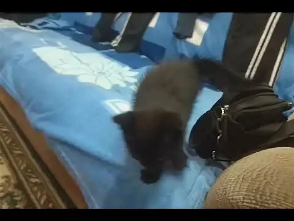 Кот зовет папу