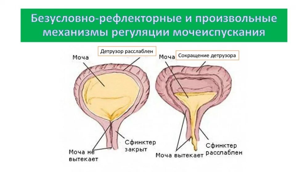 Мочеиспускание происходит непроизвольно у