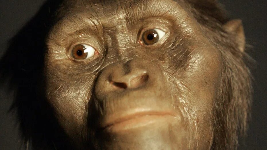 Первым жителем стал. Australopithecus Afarensis (австралопитек афарский). Австралопитек фото. Австралопитек кричит.