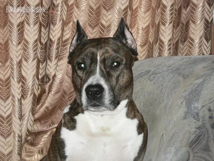 стаффордширский терьер щенок 2 месяца. американский стаффордширский терьер 6 месяцев. стаффордширский терьер рост в холке. стаффордширский терьер 3 месяца. стаффордширский терьер по месяцам.