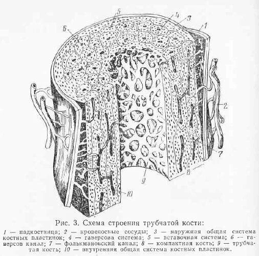 Пластинчатая костная ткань препарат. Схема строения трубчатой кости гистология. Эпифиз трубчатой кости гистология. Компактное вещество трубчатой кости гистология. Строение кости гистология.