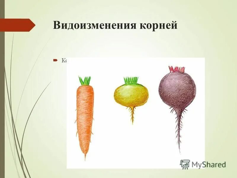 значение корня пол. значение корня пол. значение корня пол. написание пол и полу со словами. правописание слов с пол и полу таблица.