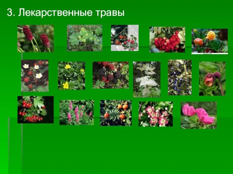 Лекарственные представители семейства розоцветных. Семейство розоцветные шиповник. Семейство розоцветные листорасположение. Семейство розоцветные дикорастущие растения. Семейство розоцветные ядовитые растения.