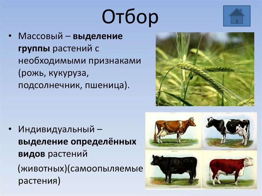 Массовый отбор в селекции растений. Методы селекции массовый отбор и индивидуальный отбор. Методы селекции массовый отбор. Массовый и индивидуальный отбор примеры. Массовый отбор гибридов