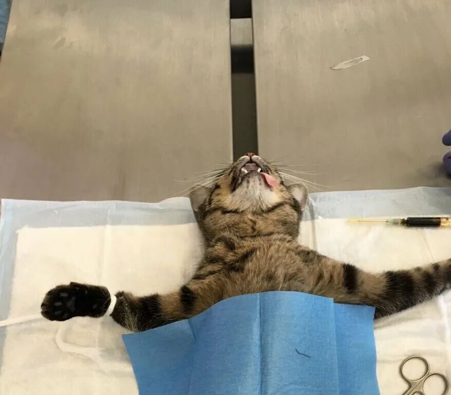 Коту делали операцию