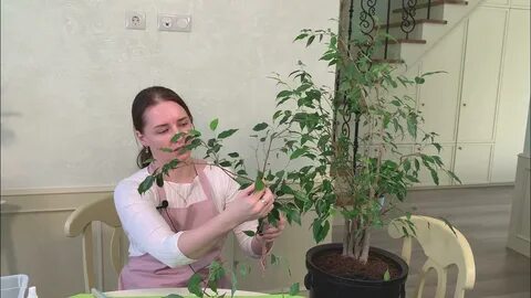 Можно ли пересаживать фикус бенджамина осенью