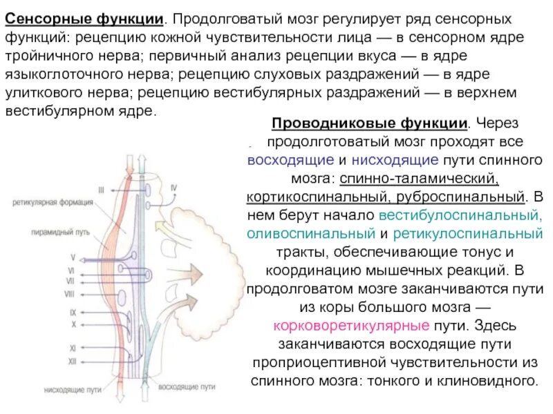 Роль продолговатого мозга. Сенсорная функция продолговатого мозга. Функции продолговатого мозга. Сенсорный центр в продолговатом мозге. Продолговатый мозг регулирует.