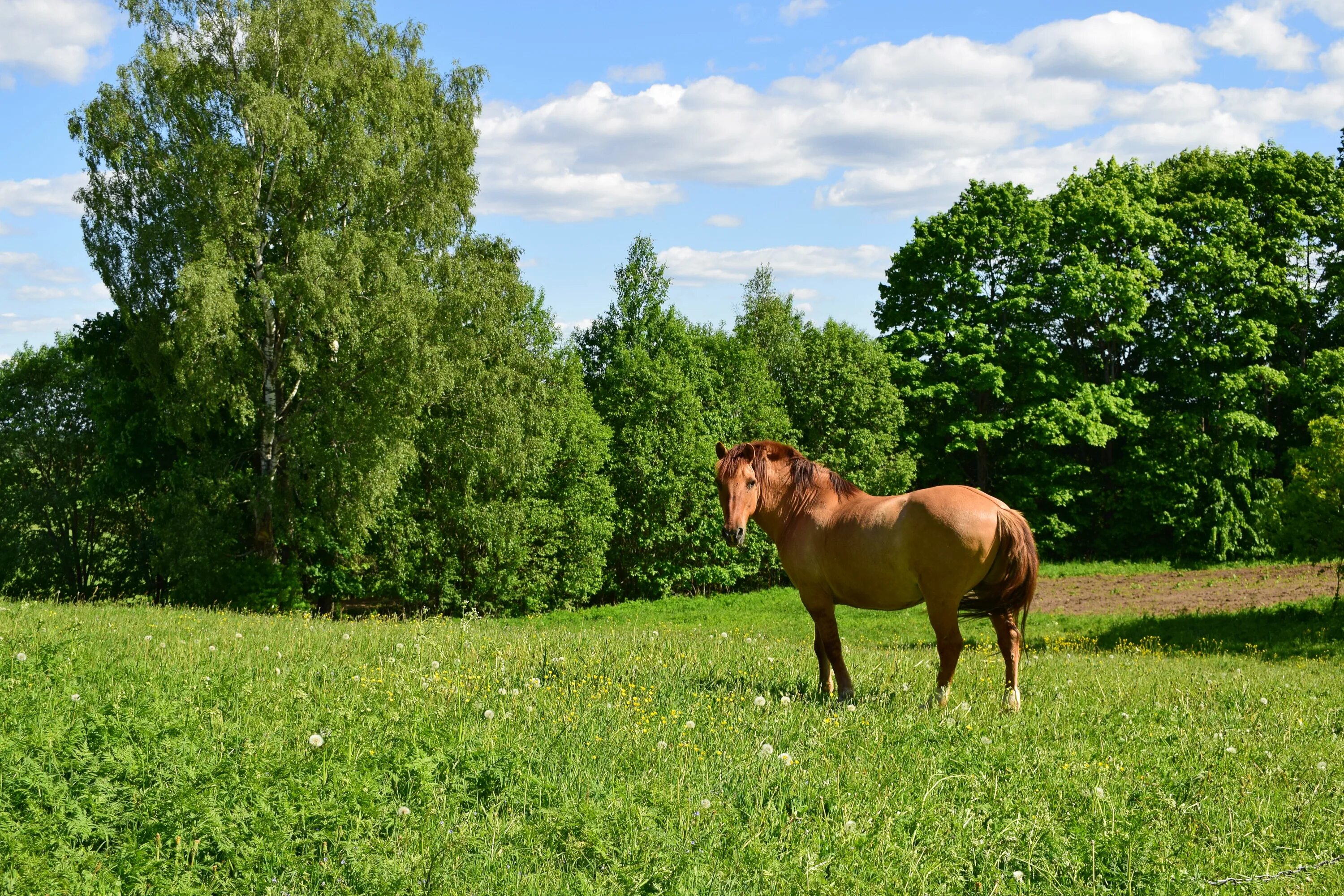 Село лошадка