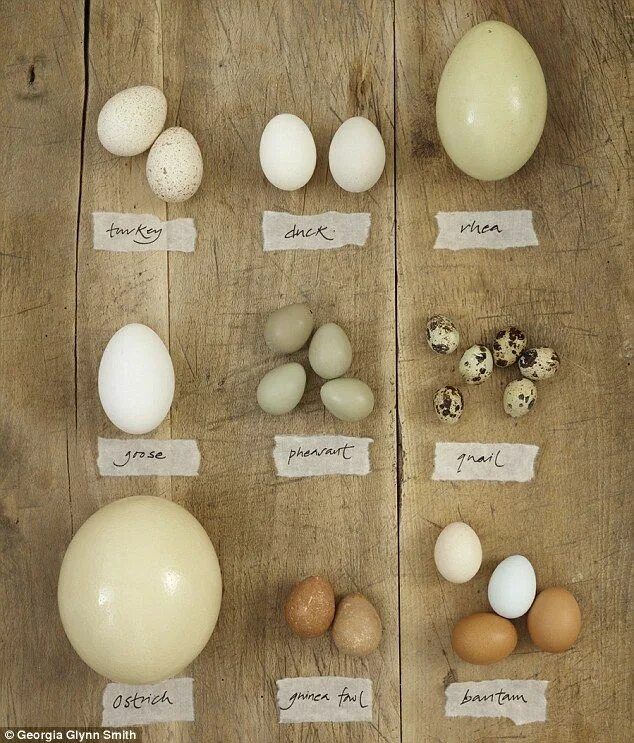 11 other eggs you should be eating instead of hen's eggs Bantam chickens eggs, P