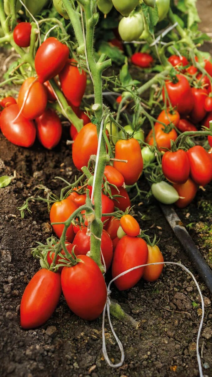 Семена томат комбат. Томат комбат семена алтая. Семена томат комбат. Сорт помидора розанна. Помидоры сорт комбат.