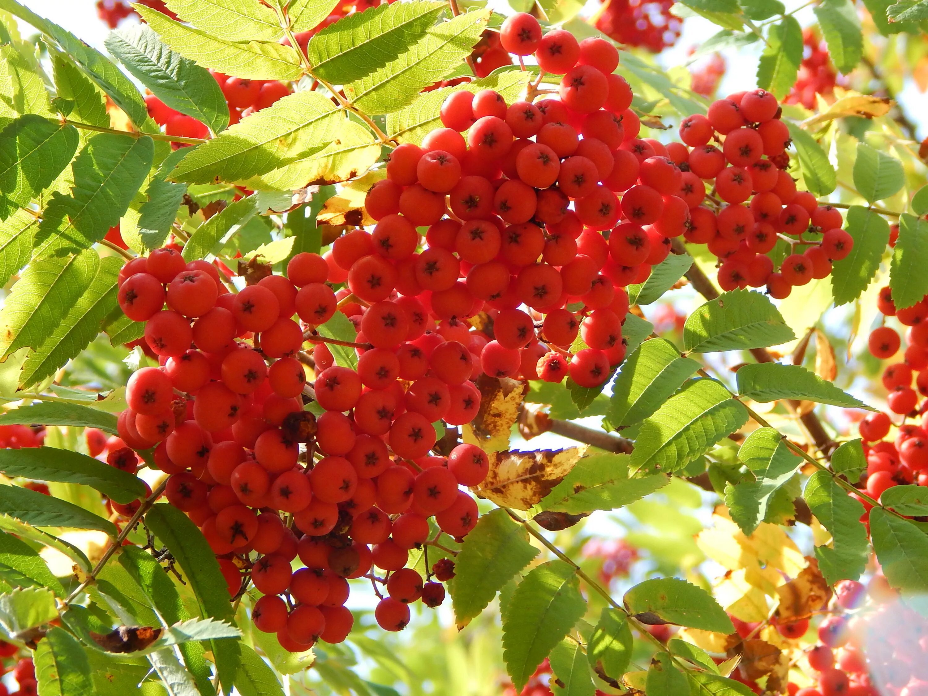 Рябина русская народная. Рябина обыкновенная. Рябина красная. Рябина (Sorbus). Рябина Матсумура.