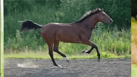 Бегу трясутся