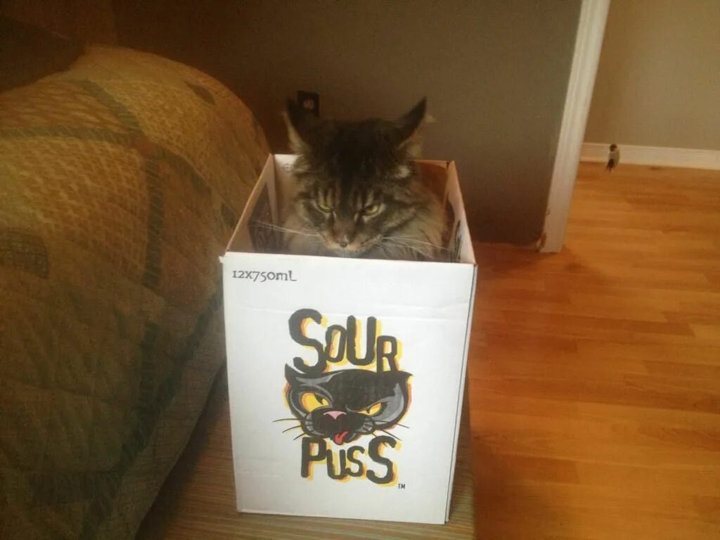My cat box