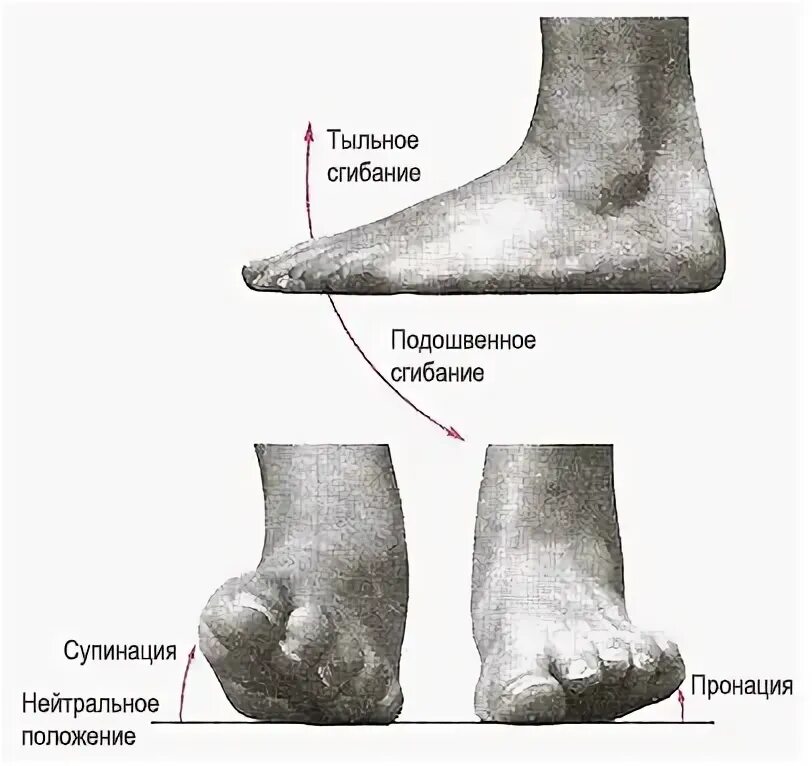 Сгибание и разгибание в голеностопном суставе. Подошвенное сгибание в голеностопном суставе. Супинация и пронация голеностопного сустава. Тыльное сгибание голеностопа.