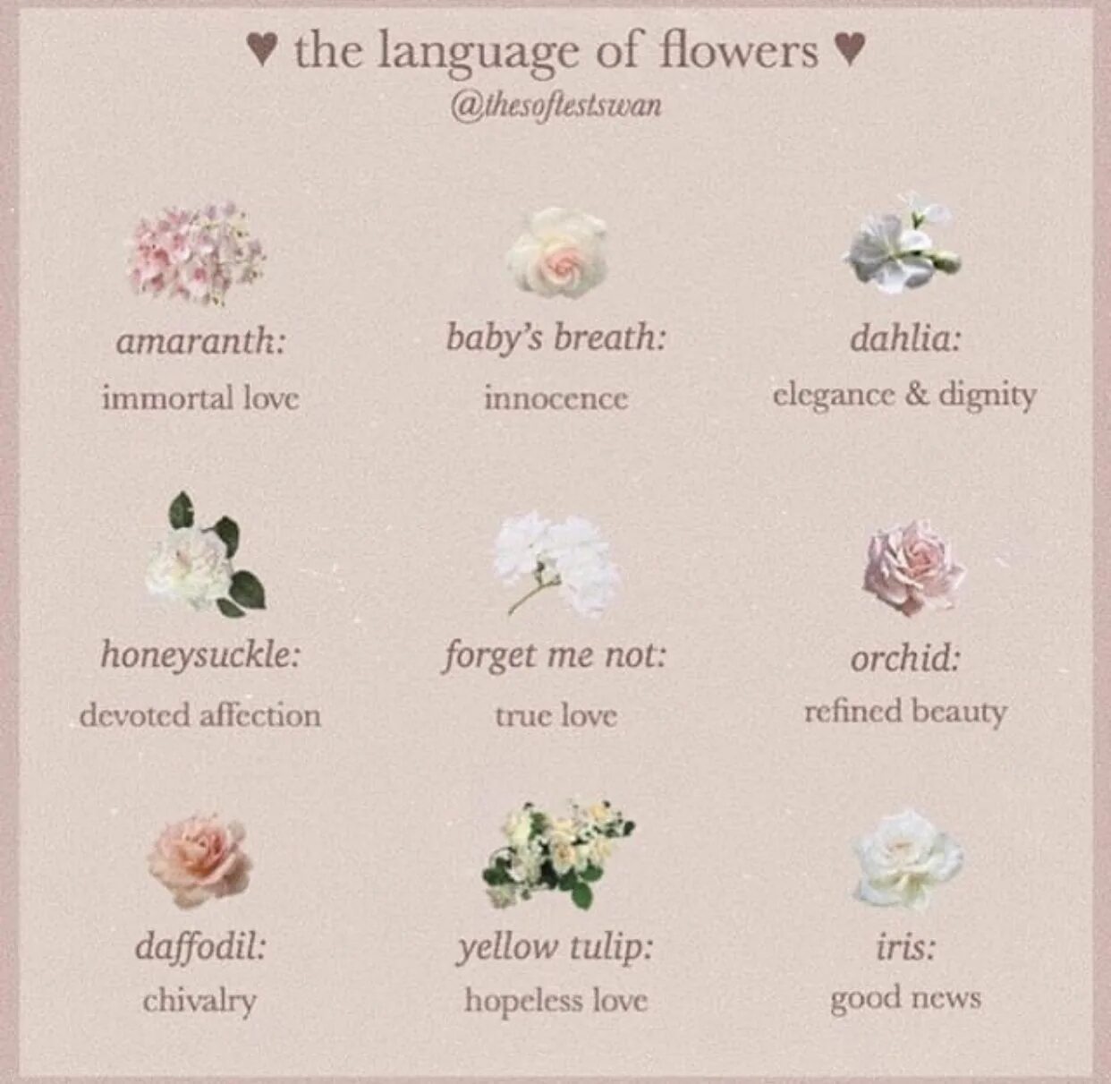 Flower language приложение. Гардения язык цветов. что означает тюльпан на языке цветов. значение тюльпана на языке цветов. flower language цветы.