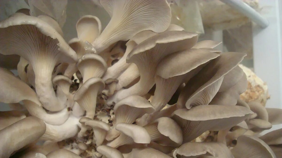 Il fungo orecchione, nome scientifico Pleurotus ostreatus, è un fungo commestibi