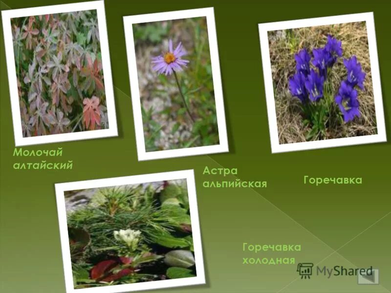 растения алтайского края презентация. охрана природы алтайского края. лекарственные растения алтайского края. растительность алтайского края. лекарственные травы алтайского края презентация.