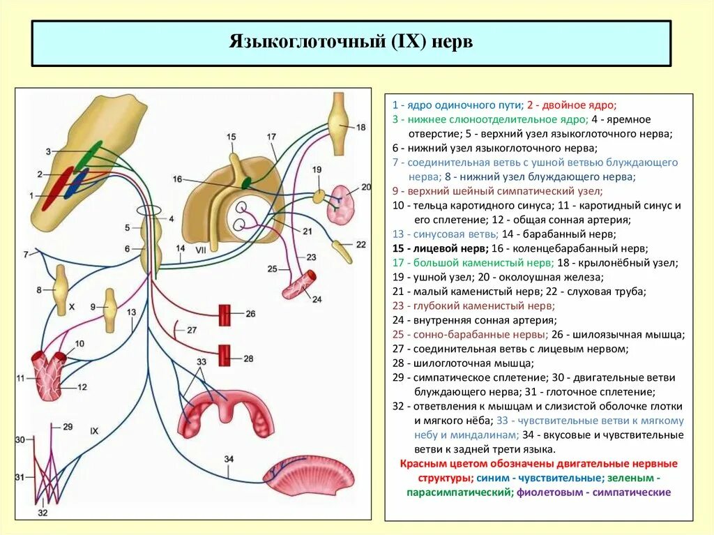 Иннервация языкоглоточного нерва схема. Путь языкоглоточного нерва схема. Схема языкоглоточного нерва анатомия. Языкоглоточный нерв неврология схема.