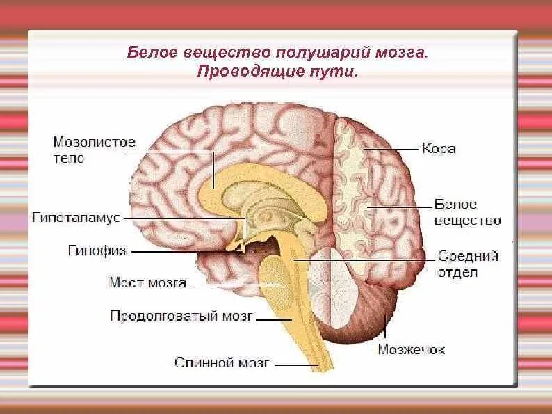 Строение и функции белого вещества больших полушарий. Белое вещество головного мозга строение и функции. Функции белого вещества конечного мозга. Строение белого вещества полушарий головного мозга. Серый мозг латынь