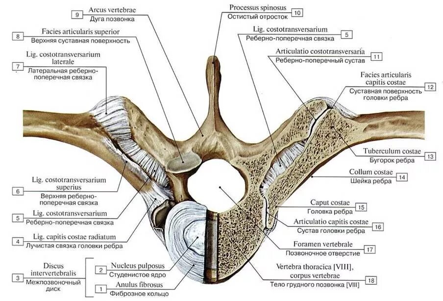 Связка головки. Реберно Позвоночный сустав анатомия. Внутрисуставная связка головки ребра. Связки и суставы ребер и позвонков вид сверху. Связки грудино реберного сустава.