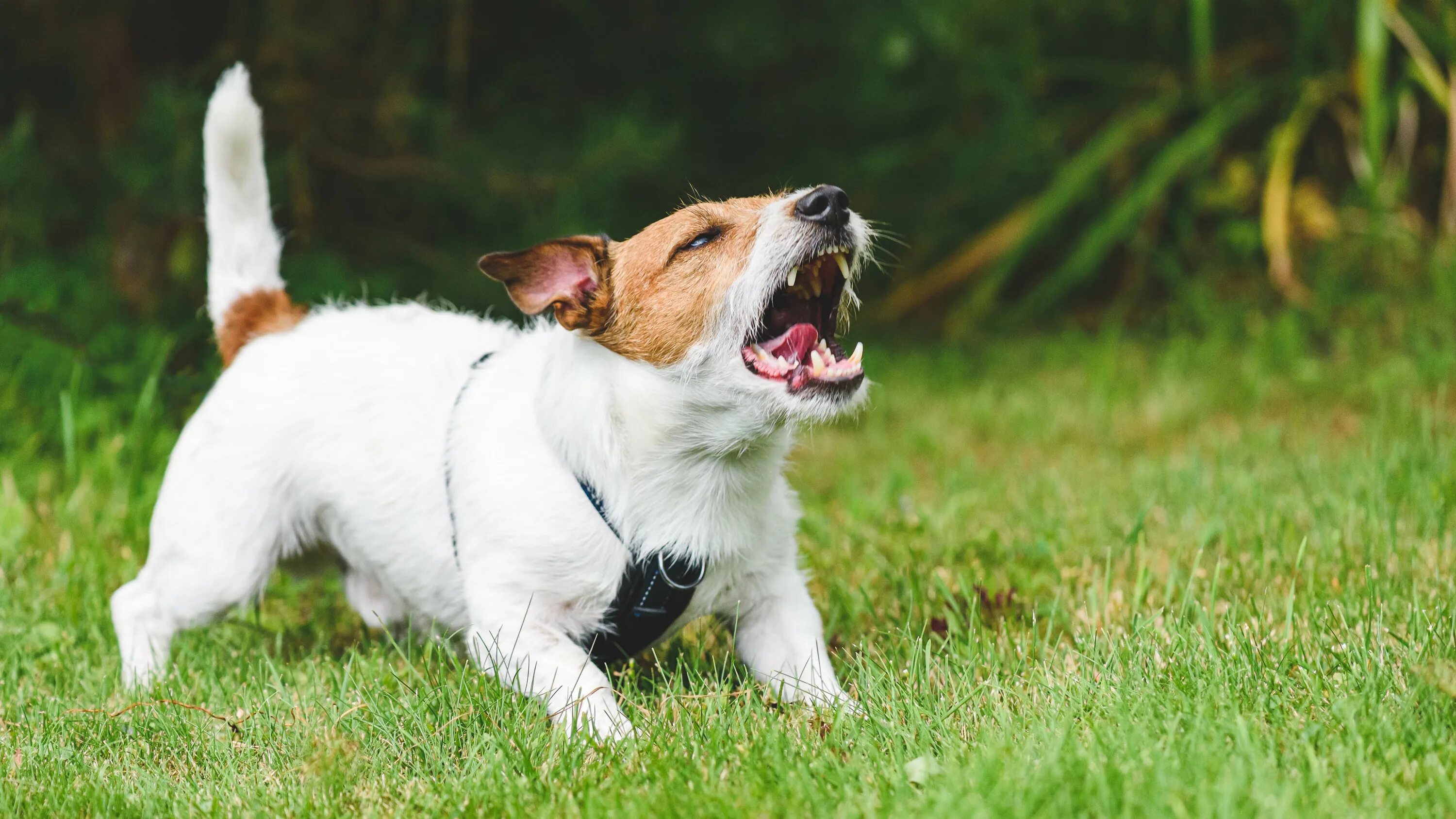 Джек-Рассел-терьер. Собака Джек Рассел терьер. Jack Russell Terrier. Злой Джек Рассел терьер.