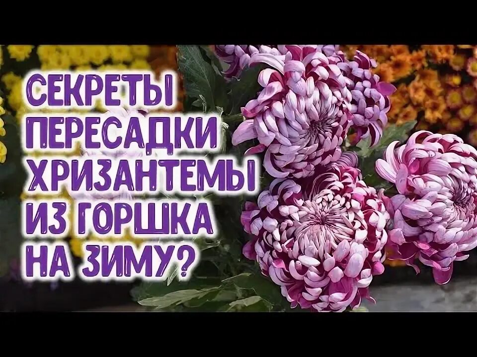 Как подготовить корейскую хризантему к зиме. Как подготовить корейскую хризантему к зиме