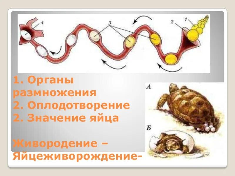 У пресмыкающихся оплодотворение ответы. Органы размножения. Оплодотворение у пресмыкающихся. Система размножения человека. Органы органы размножения пресмыкающихся.