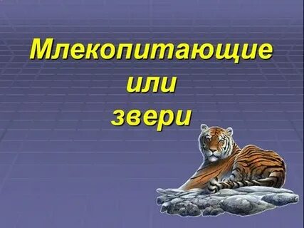 Млекопитающие 8 класс