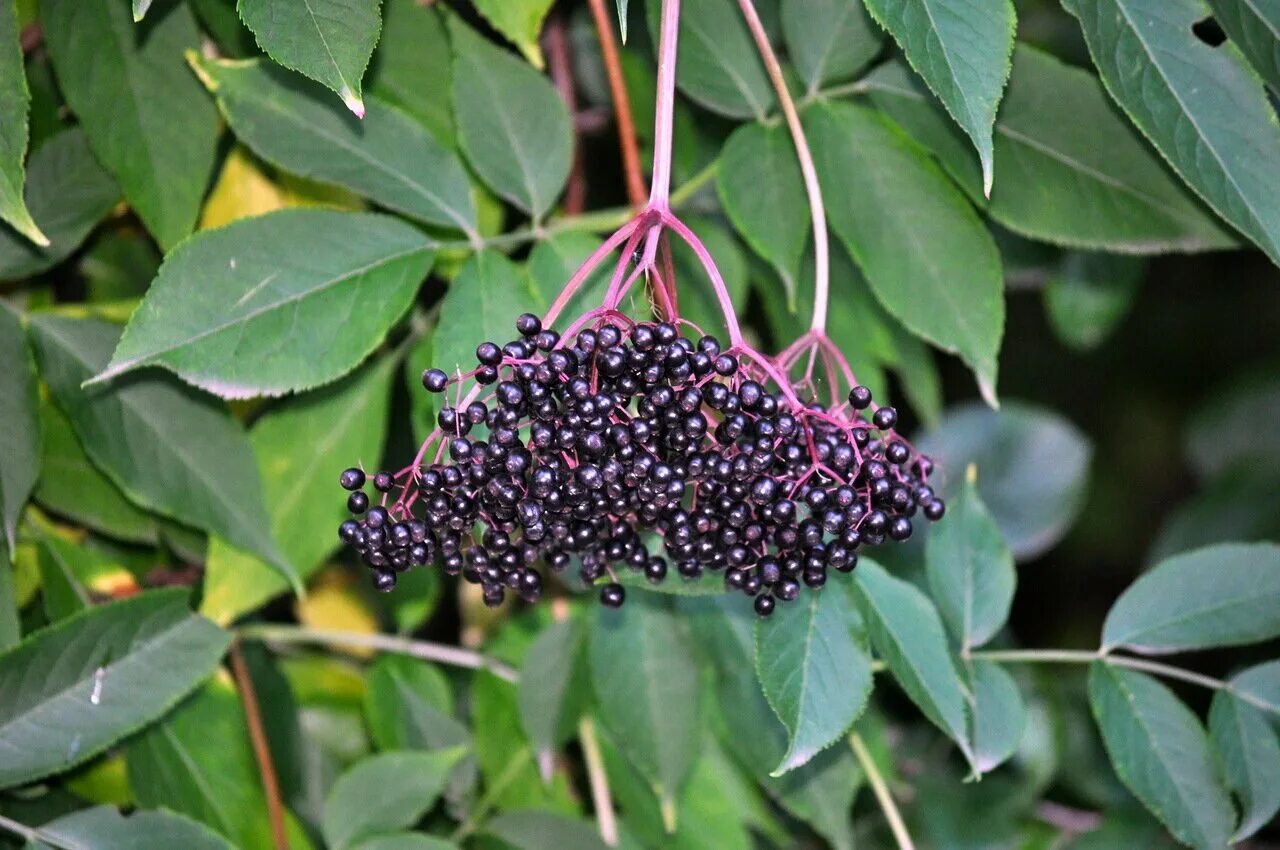 Бузина растение. Бузина турецкая. Бузина канадская (sambucus canadensis). Бузина турецкая. Бузина турецкая.