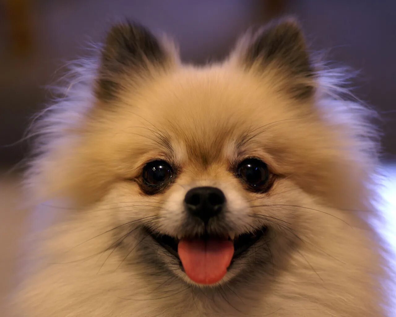 Коллекция собачек the dog collection. Журнал шпиц. Журнал шпиц. Собака шпиц картинки мультяшный. Журнал шпиц.
