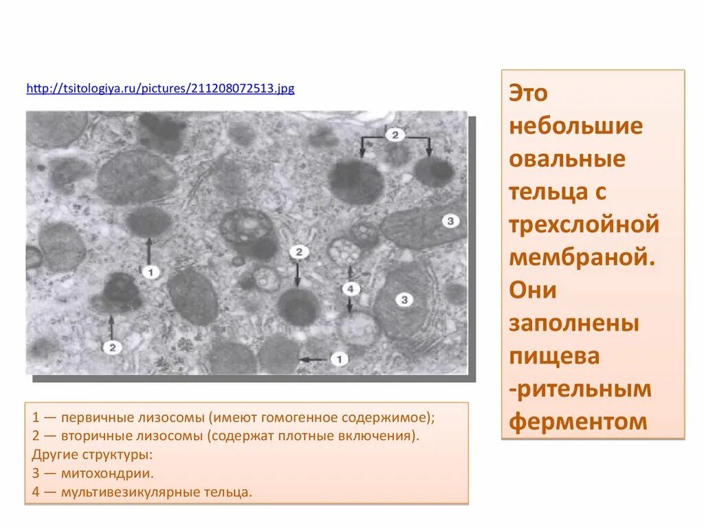 Строение первичной лизосомы. Остаточное тельце лизосомы. Первичные и вторичные лизосомы функции. Лизосомы первичные вторичные аутолизосомы остаточные тельца. Объект лизосома центриоль процесс внутриклеточное пищеварение