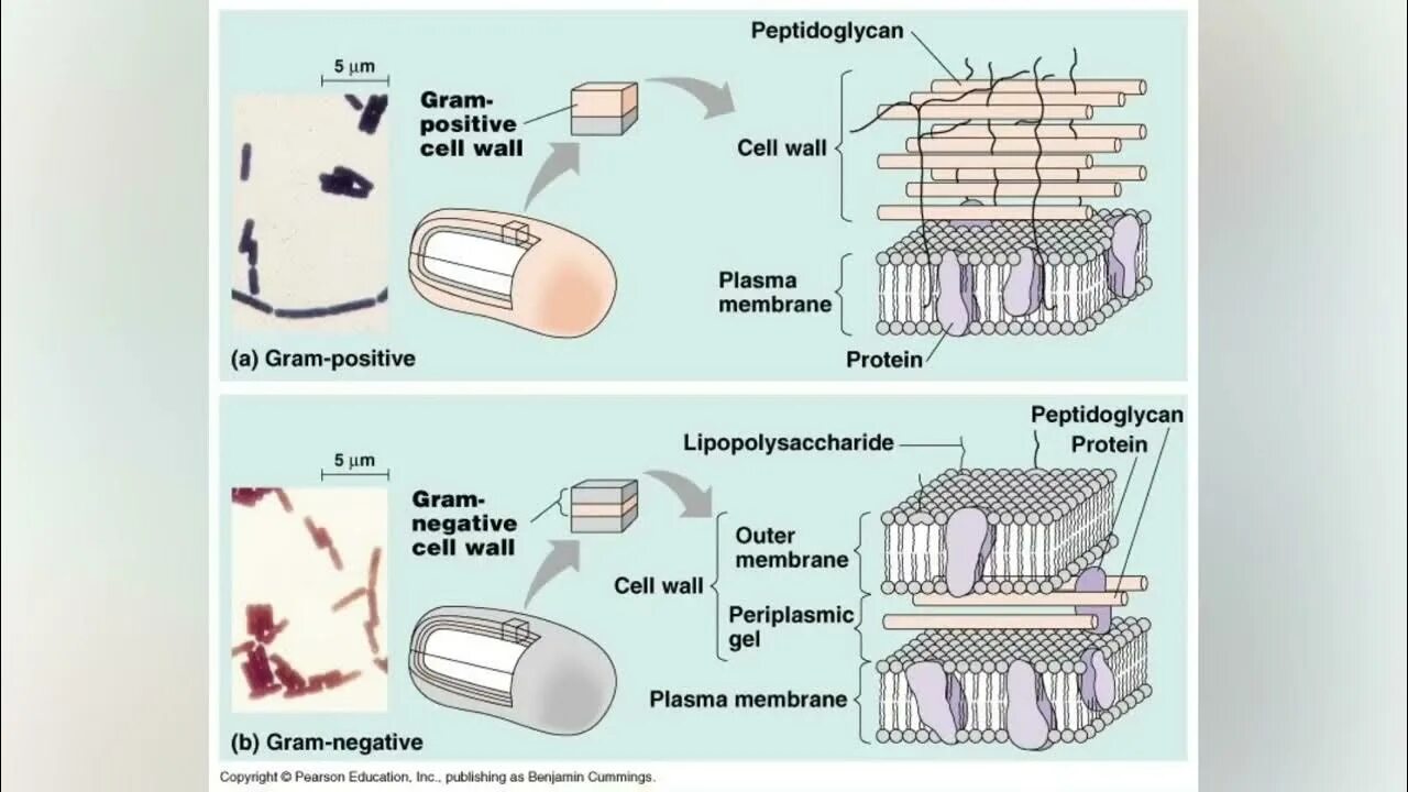 Bacterial Cell Wall gram negative bacteria. Cell Wall of gram-positive bacteria. Gram negative Cell Wall. Gram positive and gram negative bacteria Cell Wall.