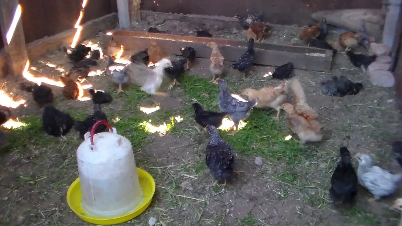 Доминанты месячные цыплята. Цыплята в учебной. Цыплята 1 месяц в домашних условиях. Как ухаживать за курами.