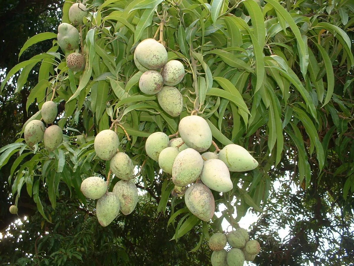 Манго дерево цветет. Манго фрукт дерево. Дерево манго с плодами. Высота дерева манго. Гибрид дерева манго.